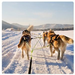 Photo de chiens de traineaux