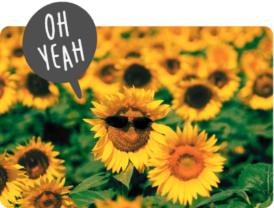 Photos de tournesols dont un avec des lunettes de soleil - ADELYA Photos de tournesols dont un avec des lunettes de soleil