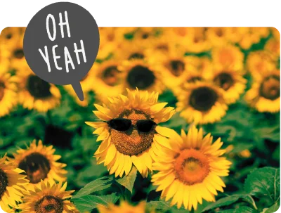 Photos de tournesols dont un avec des lunettes de soleil - programme Flora Nova